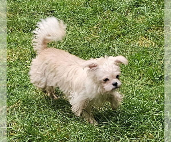 Medium Photo #3 ShiChi Puppy For Sale in Olalla, WA, USA