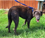 Small #3 Labrador Retriever Mix