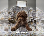 Puppy Hickory  Grey Poodle (Standard)