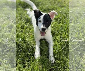 Mutt Dogs for adoption in Yuba City, CA, USA