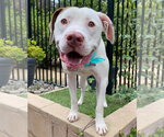 Small Photo #4 American Pit Bull Terrier-Unknown Mix Puppy For Sale in Redlands, CA, USA