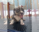 Small Photo #6 American Bully Puppy For Sale in ARLINGTON, TX, USA