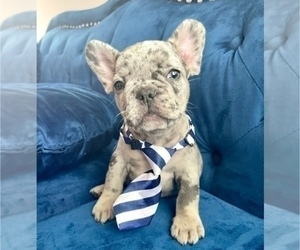 Medium French Bulldog