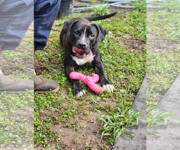 Medium Photo #1 Mutt Puppy For Sale in Shreveport, LA, USA