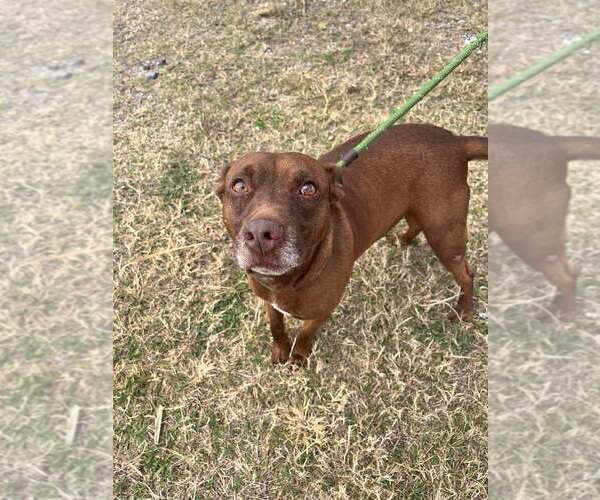 Medium Photo #2 Mutt Puppy For Sale in Abbeville, LA, USA