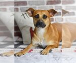 Small #3 Dachshund-Labrador Retriever Mix
