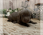 Small Photo #2 Labrador Retriever Puppy For Sale in CERES, CA, USA