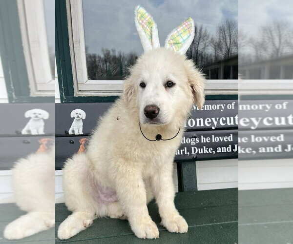 Medium Photo #1 Great Pyrenees Puppy For Sale in Osgood, IN, USA