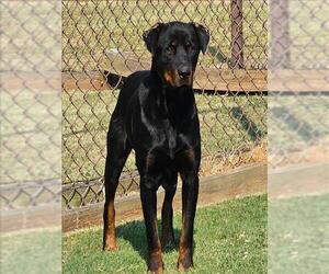 Rottweiler-Unknown Mix Dogs for adoption in Grovetown, GA, USA