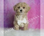 Small #1 Maltipoo