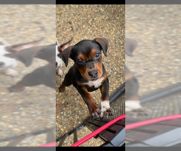 Medium Photo #9 Cheagle Puppy For Sale in Jackson Township, NJ, USA