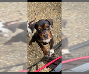 Litter of 9 - Female Cheagle Dog for Adoption - Photo #9