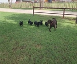 Small #1 Labrador Retriever