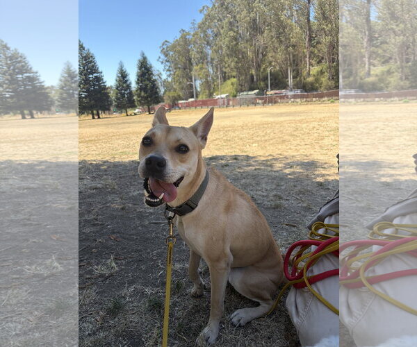Medium Photo #2 Mutt Puppy For Sale in Berkeley, CA, USA