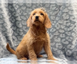 Miniature Labradoodle Puppy for sale in LAKELAND, FL, USA