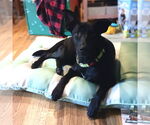 Small #1 Labrador Retriever