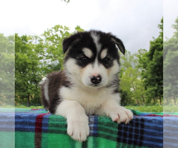 Medium Photo #1 Siberian Husky Puppy For Sale in MERCERSBURG, PA, USA