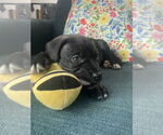 Small #2 American Staffordshire Terrier Mix
