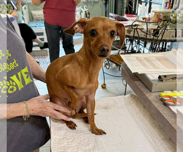 Medium Photo #1 Chiweenie Puppy For Sale in Benton, LA, USA