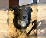 Small #1 Australian Shepherd Mix