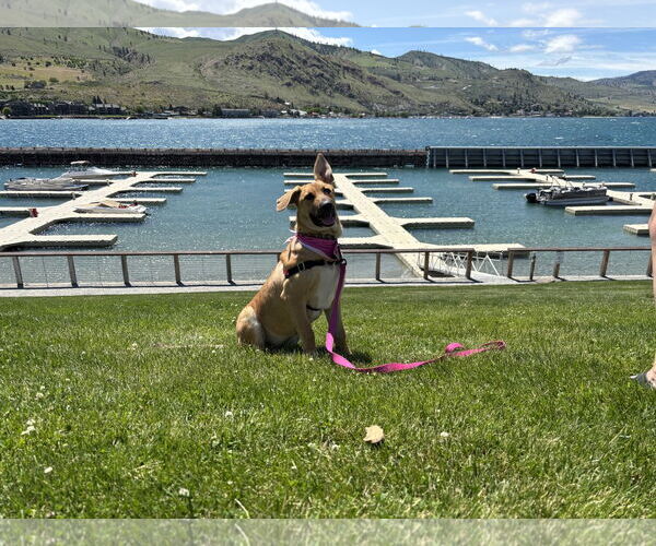 Medium Photo #3 German Shepherd Dog-Unknown Mix Puppy For Sale in Seattle, WA, USA