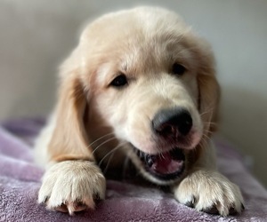 Golden Retriever Puppy for sale in MERCED, CA, USA