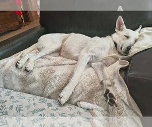 Clover - Female - Mix Dog for Adoption - Photo #3