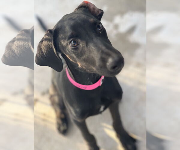 Medium Photo #16 Labrador Retriever-Unknown Mix Puppy For Sale in Fort Worth, TX, USA