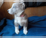 Small Photo #60 Australian Shepherd-Pembroke Welsh Corgi Mix Puppy For Sale in GALLEGOS, NM, USA