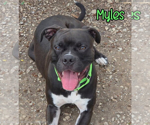 Medium Photo #3 Boxer Puppy For Sale in Port Clinton, OH, USA