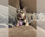 Small Photo #9 French Bulldog Puppy For Sale in WEST WARWICK, RI, USA