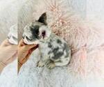 Small #3 French Bulldog