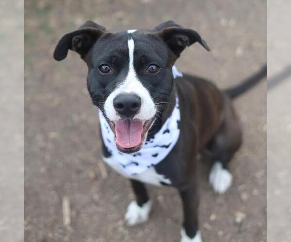 Medium Photo #1 Mutt Puppy For Sale in San Antonio, TX, USA