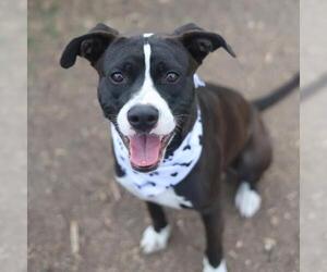 Mutt Dogs for adoption in San Antonio, TX, USA