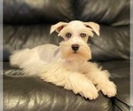 Small Photo #1 Schnauzer (Miniature) Puppy For Sale in CHARLOTTE, NC, USA