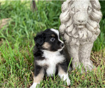 Small #4 Miniature Australian Shepherd