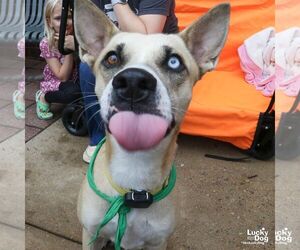 Amari - Female Siberian Husky-Unknown Mix Dog for Adoption - Photo #2