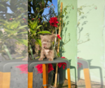 Small #5 French Bulldog