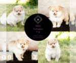 Small Photo #12 Pomeranian Puppy For Sale in WARSAW, IN, USA
