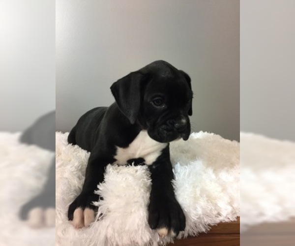 Medium Photo #5 Boxer Puppy For Sale in MILLERSBURG, OH, USA
