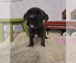 Small #1 American Staffordshire Terrier Mix