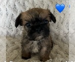 Puppy Mochi French Bulldog