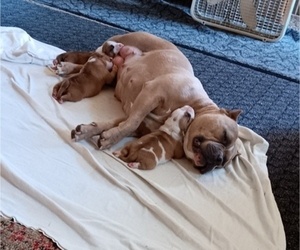 Medium American Bully