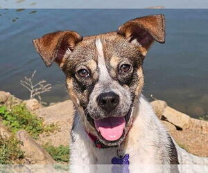 Beagle-Unknown Mix Dogs for adoption in Cookeville, TN, USA