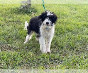 Aussiedoodle Miniature Puppy for sale in LAKELAND, FL, USA