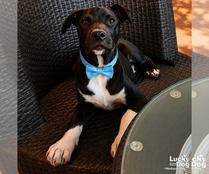 Labrador Retriever-Retriever  Mix Dogs for adoption in Washington, DC, USA
