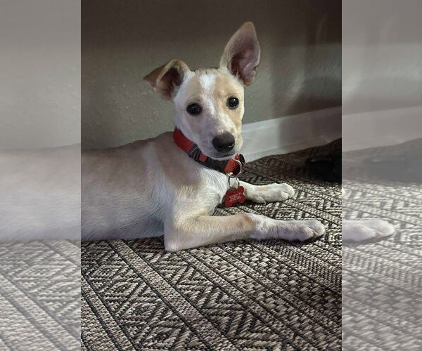 Medium Photo #2 Basenji-Unknown Mix Puppy For Sale in Grafton, WI, USA