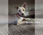 Small #1 Basenji Mix