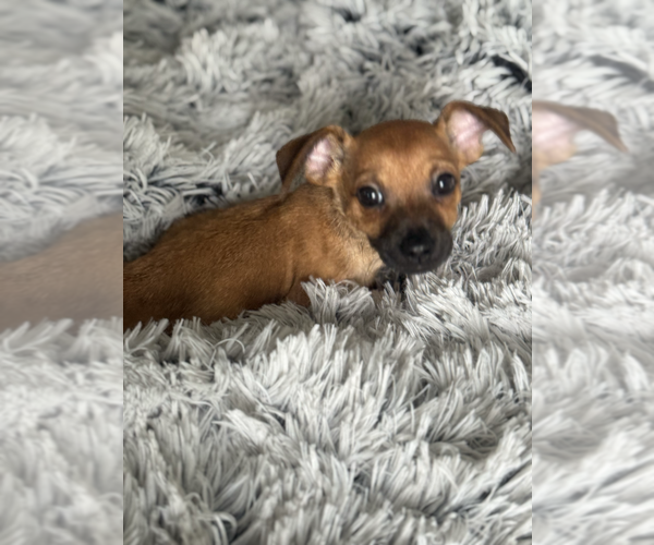 Medium Photo #4 Chihuahua-Unknown Mix Puppy For Sale in Raleigh, NC, USA