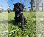 Small Photo #5 Bernedoodle Puppy For Sale in BAXLEY, GA, USA